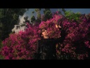 Alé Araya, In Visions - Signed Limited Edition (COLOR)