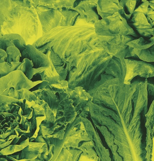 [LR0025] Lettuce, Monorail 3000 b/w Star Children